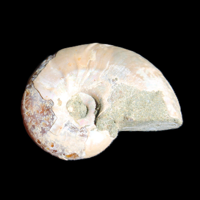 Jurassic Iridescent Ammonite from Madagascar 30*24*9mm 9g in sunlight - Rocks and Things Store