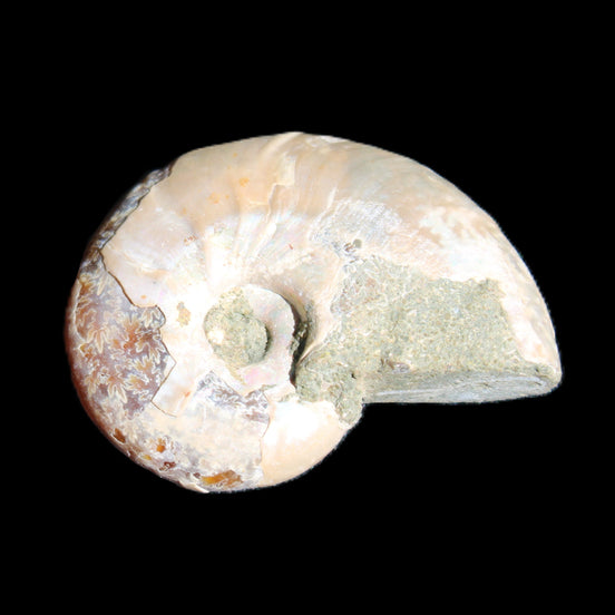 Jurassic Iridescent Ammonite from Madagascar 30*24*9mm 9g in sunlight - Rocks and Things Store