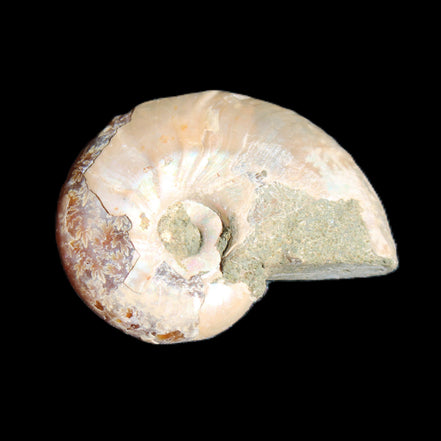Jurassic Iridescent Ammonite from Madagascar 30*24*9mm 9g in sunlight - Rocks and Things Store