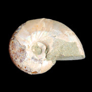 Jurassic Iridescent Ammonite from Madagascar 30*24*9mm 9g in sunlight - Rocks and Things Store