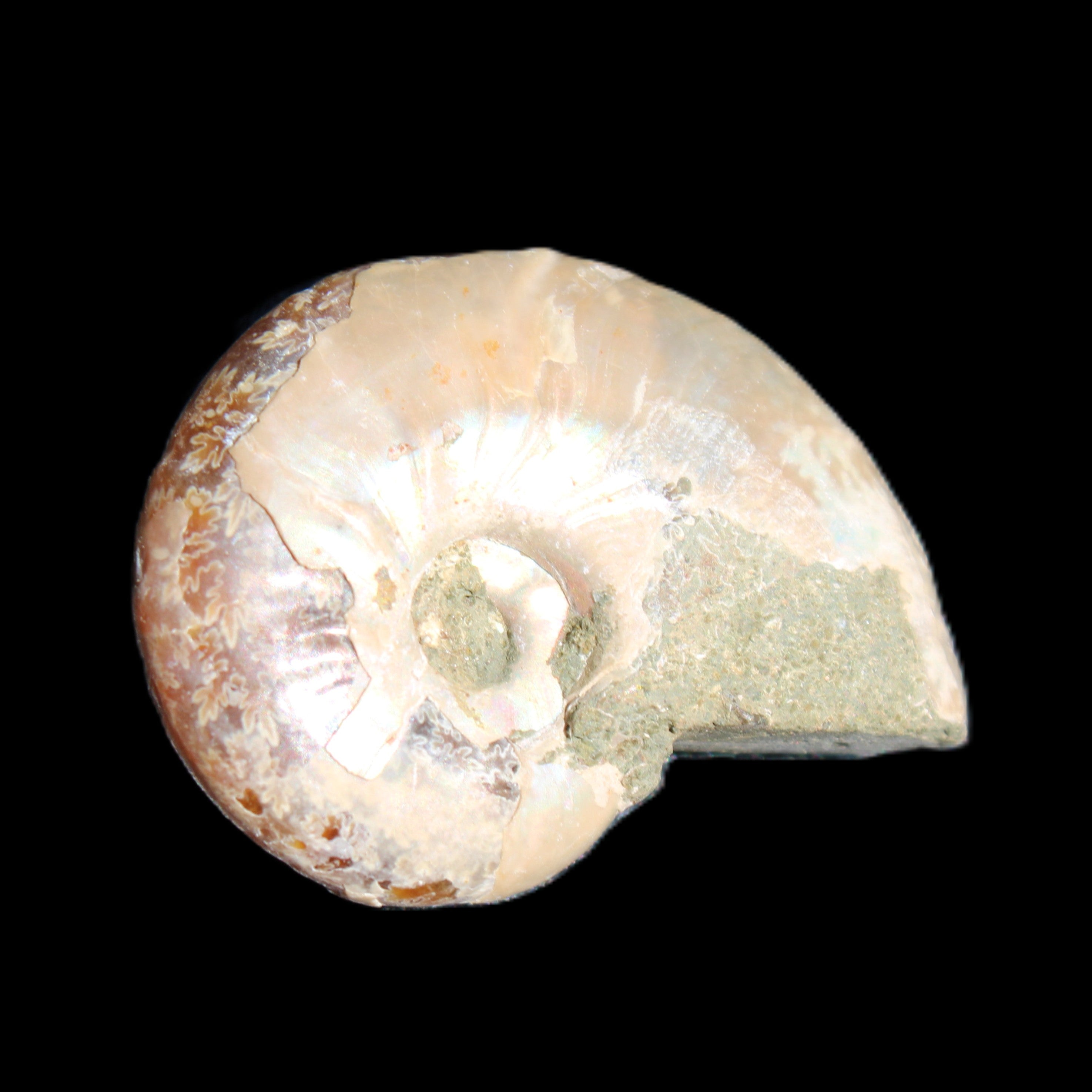 Jurassic Iridescent Ammonite from Madagascar 30*24*9mm 9g in sunlight - Rocks and Things Store