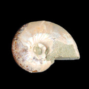 Jurassic Iridescent Ammonite from Madagascar 30*24*9mm 9g in sunlight - Rocks and Things Store