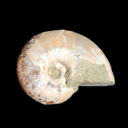 Jurassic Iridescent Ammonite from Madagascar 30*24*9mm 9g in sunlight - Rocks and Things Store