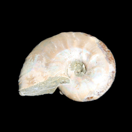 Jurassic Iridescent Ammonite from Madagascar 30*24*9mm 9g in sunlight - Rocks and Things Store