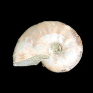 Jurassic Iridescent Ammonite from Madagascar 30*24*9mm 9g in sunlight - Rocks and Things Store
