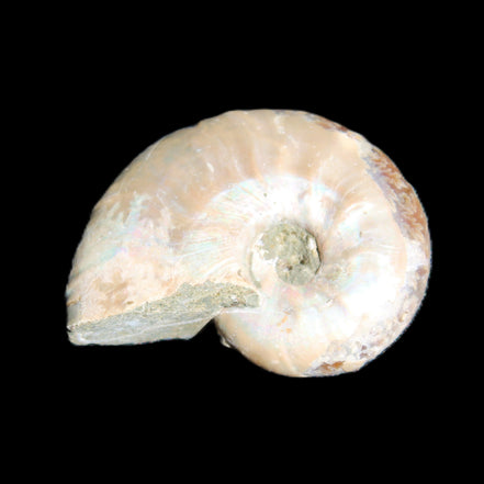 Jurassic Iridescent Ammonite from Madagascar 30*24*9mm 9g in sunlight - Rocks and Things Store