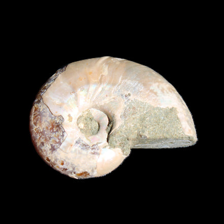 Jurassic Iridescent Ammonite from Madagascar 30*24*9mm 9g in sunlight - Rocks and Things Store
