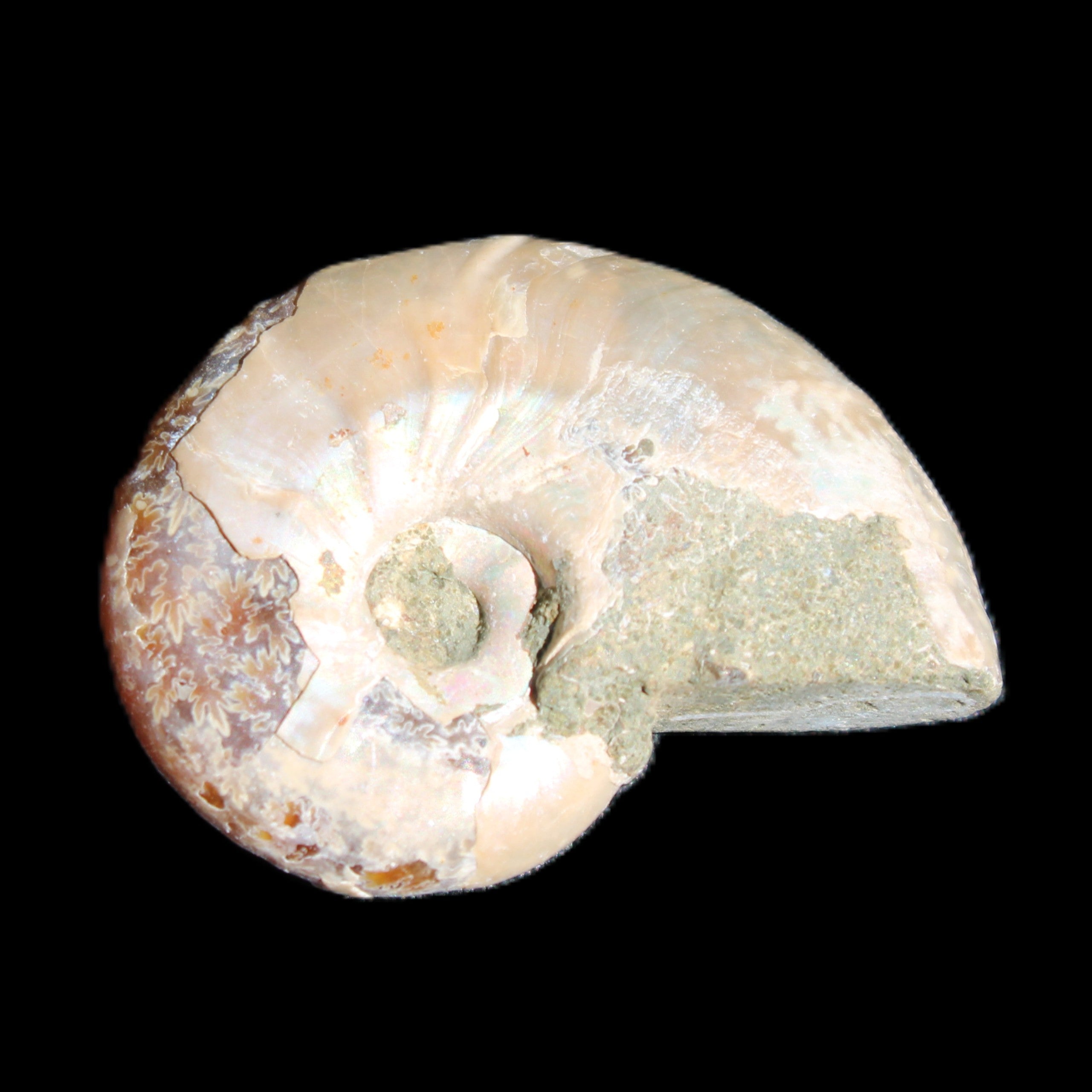 Jurassic Iridescent Ammonite from Madagascar 30*24*9mm 9g in sunlight - Rocks and Things Store