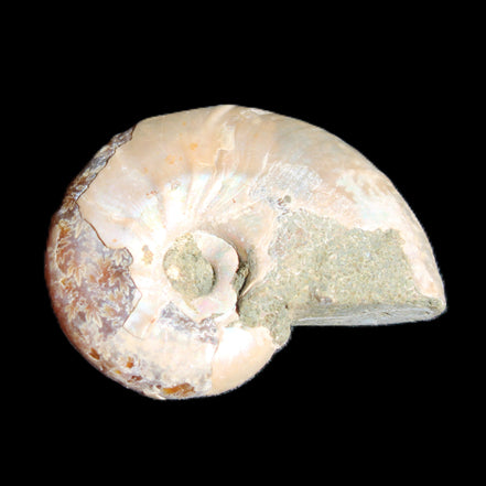Jurassic Iridescent Ammonite from Madagascar 30*24*9mm 9g in sunlight - Rocks and Things Store