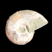 Jurassic Iridescent Ammonite from Madagascar 30*24*9mm 9g in sunlight - Rocks and Things Store
