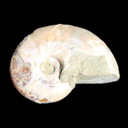 Jurassic Iridescent Ammonite from Madagascar 30*24*9mm 9g in sunlight - Rocks and Things Store