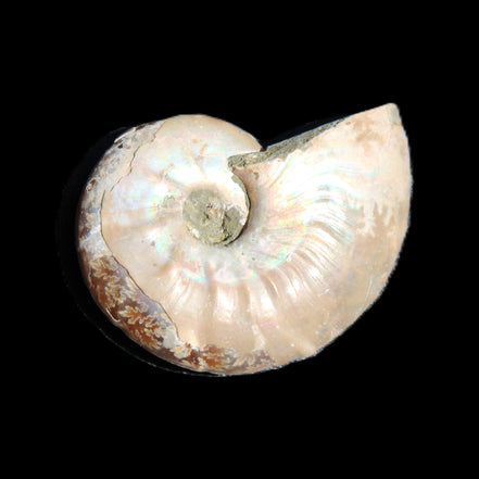Jurassic Iridescent Ammonite from Madagascar 30*24*9mm 9g in sunlight - Rocks and Things Store