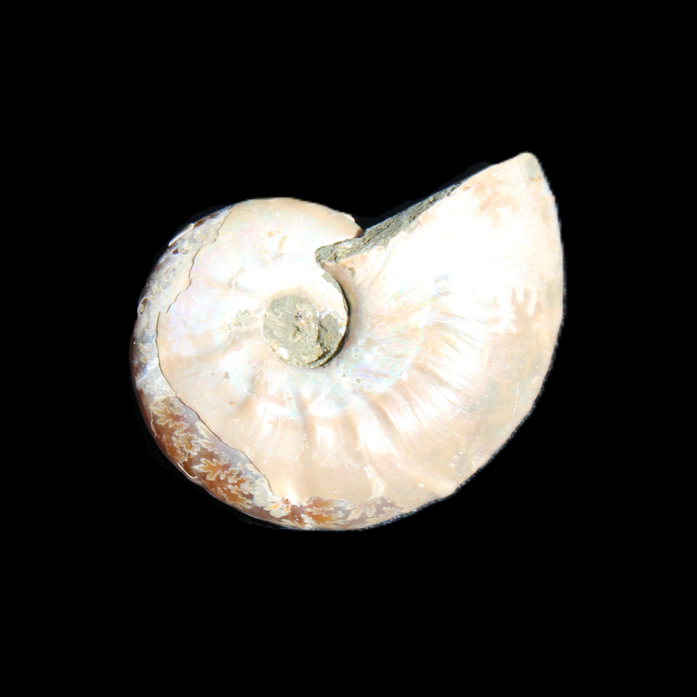 Jurassic Iridescent Ammonite from Madagascar 30*24*9mm 9g in sunlight - Rocks and Things Store