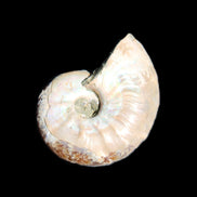 Jurassic Iridescent Ammonite from Madagascar 30*24*9mm 9g in sunlight - Rocks and Things Store