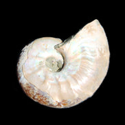 Jurassic Iridescent Ammonite from Madagascar 30*24*9mm 9g in sunlight - Rocks and Things Store