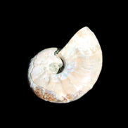 Jurassic Iridescent Ammonite from Madagascar 30*24*9mm 9g in sunlight - Rocks and Things Store