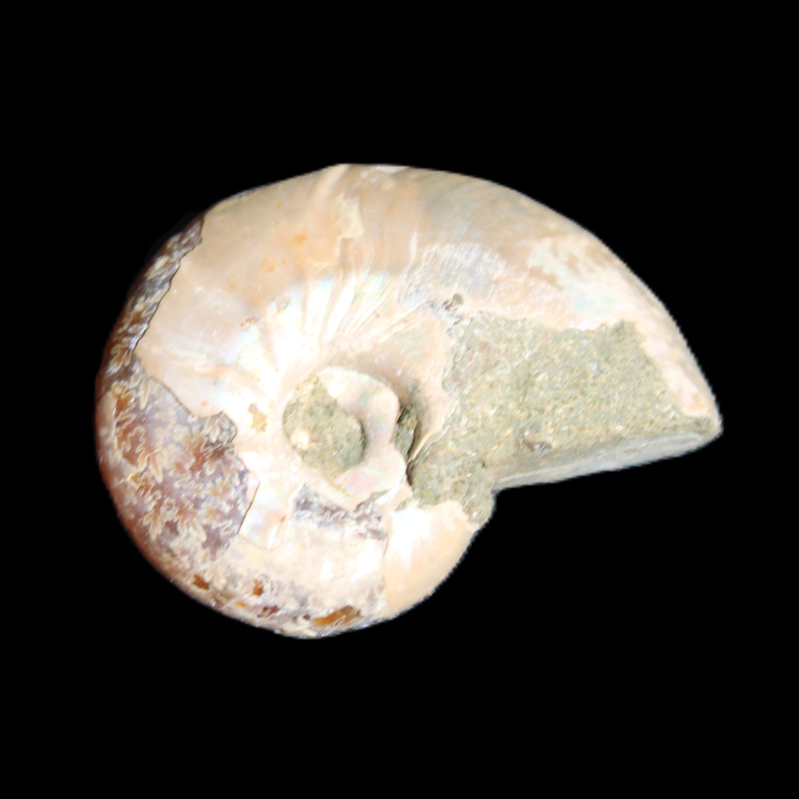 Jurassic Iridescent Ammonite from Madagascar 30*24*9mm 9g in sunlight - Rocks and Things Store