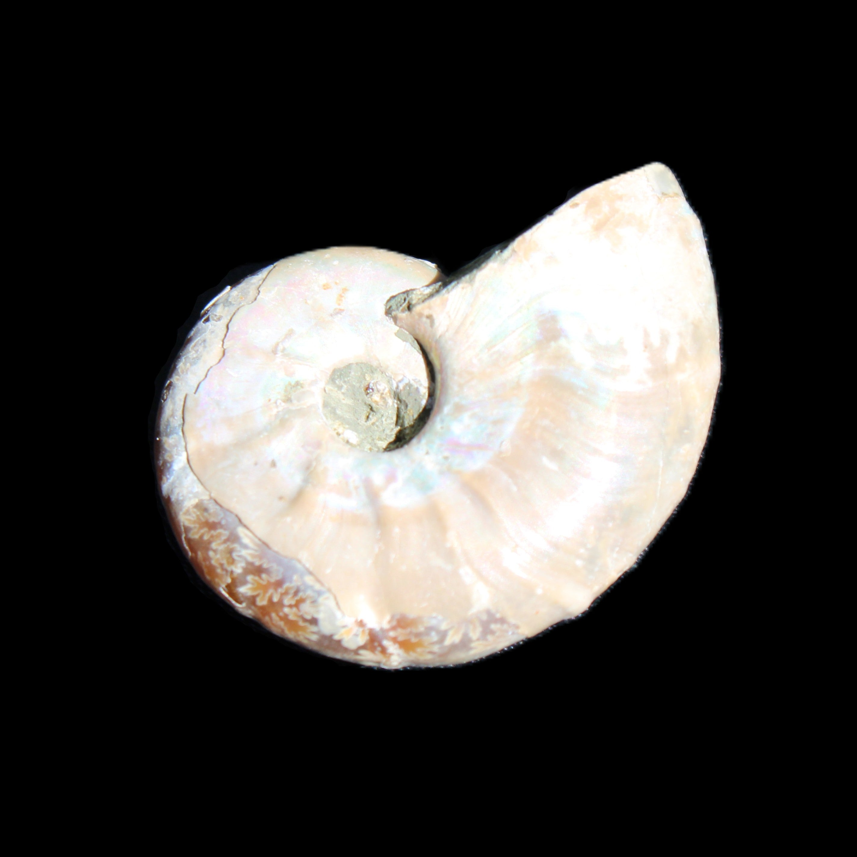 Jurassic Iridescent Ammonite from Madagascar 30*24*9mm 9g in sunlight - Rocks and Things Store