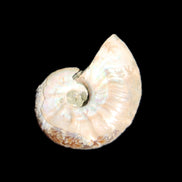 Jurassic Iridescent Ammonite from Madagascar 30*24*9mm 9g in sunlight - Rocks and Things Store