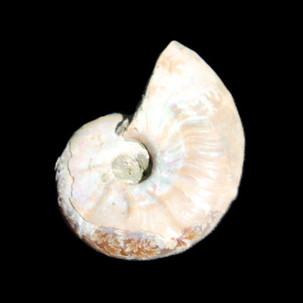 Jurassic Iridescent Ammonite from Madagascar 30*24*9mm 9g in sunlight - Rocks and Things Store