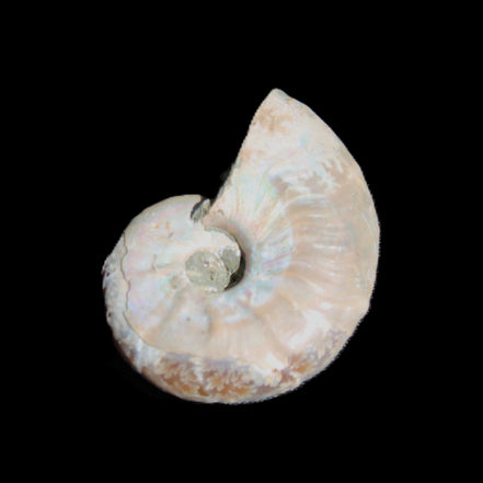 Jurassic Iridescent Ammonite from Madagascar 30*24*9mm 9g in sunlight - Rocks and Things Store