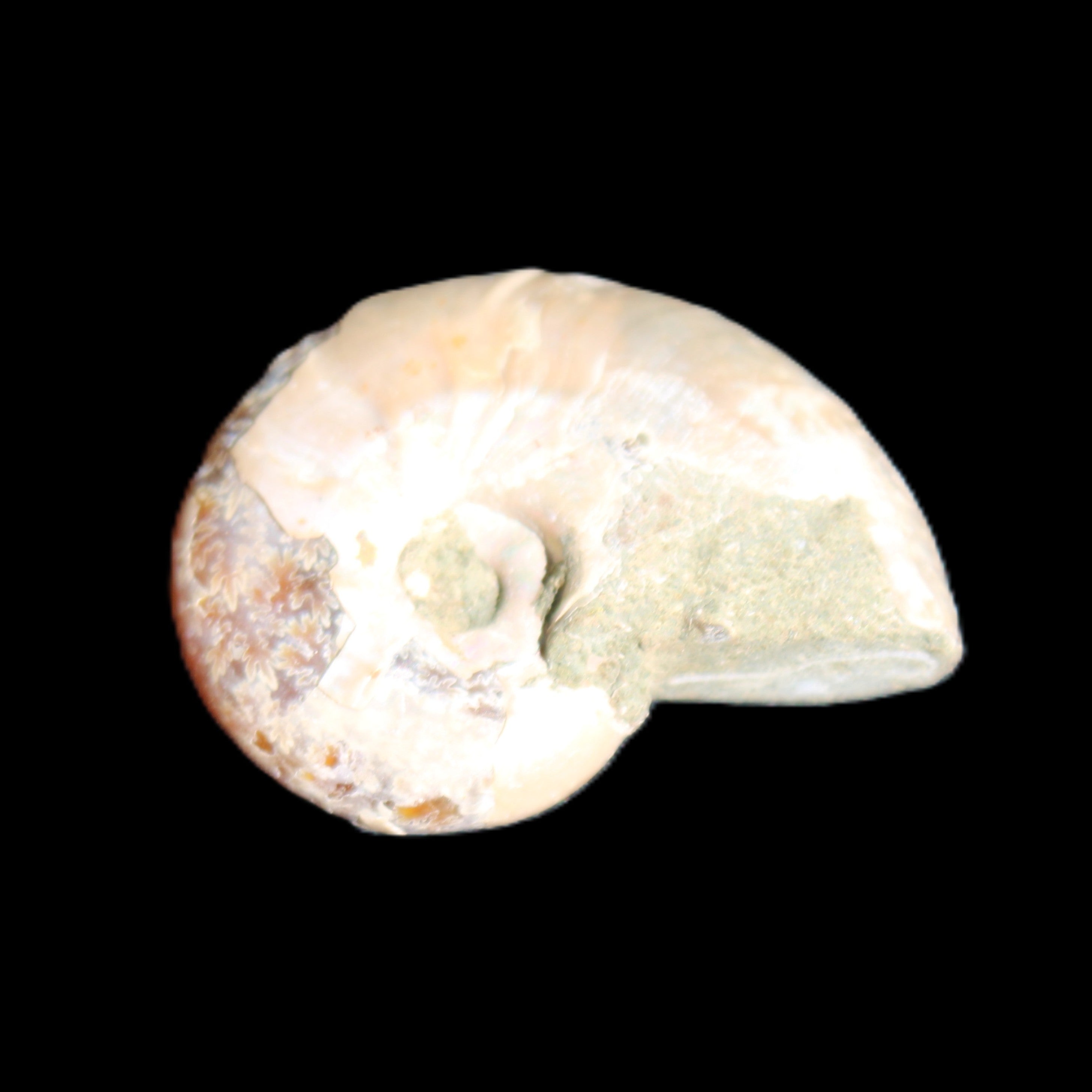 Jurassic Iridescent Ammonite from Madagascar 30*24*9mm 9g in sunlight - Rocks and Things Store