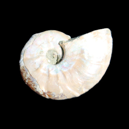 Jurassic Iridescent Ammonite from Madagascar 30*24*9mm 9g in sunlight - Rocks and Things Store