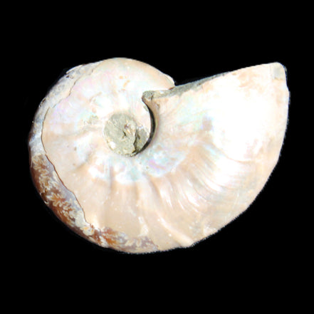 Jurassic Iridescent Ammonite from Madagascar 30*24*9mm 9g in sunlight - Rocks and Things Store