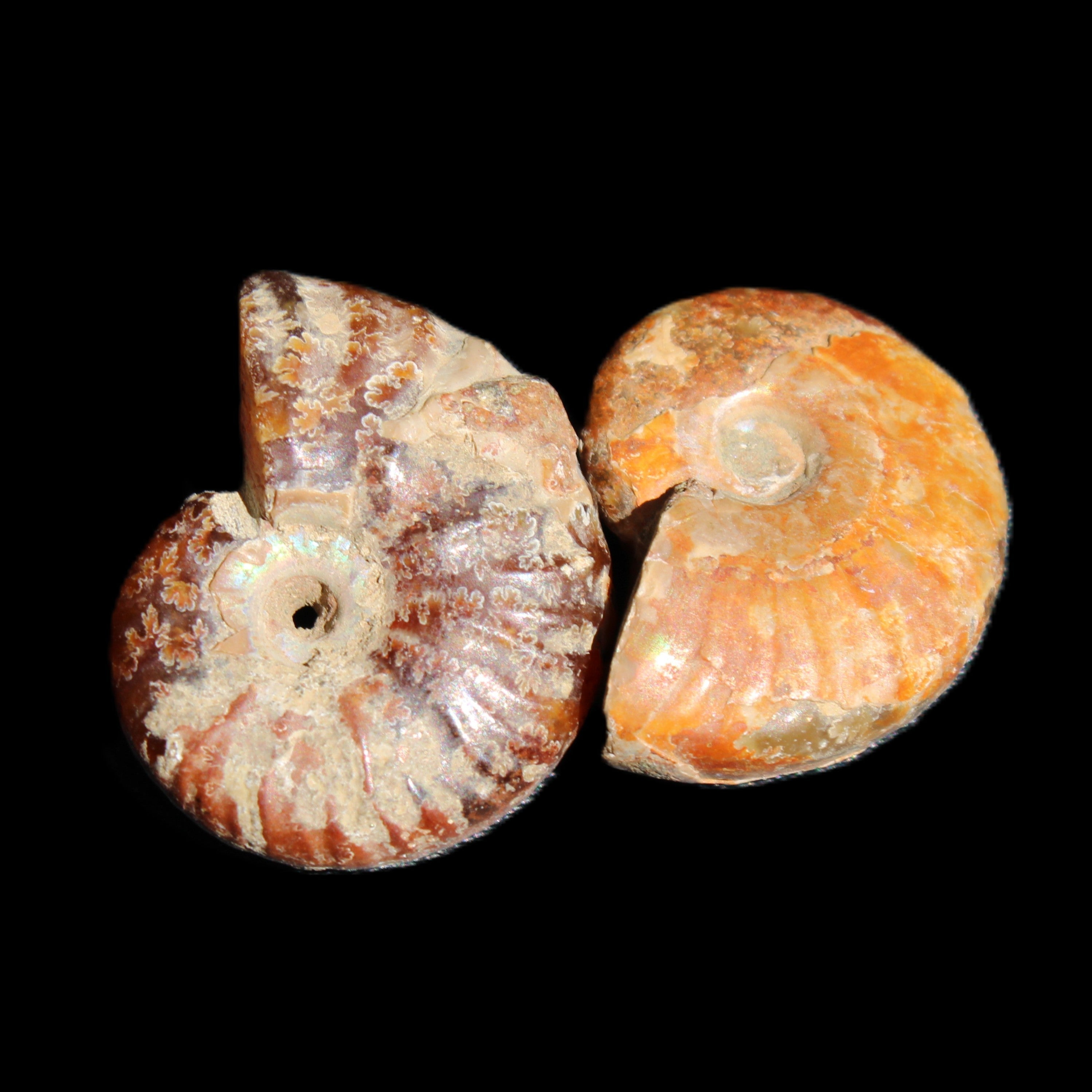 Jurassic 2 Iridescent Ammonites from Madagascar 25*18*8mm 12.8g in sunlight - Rocks and Things Store