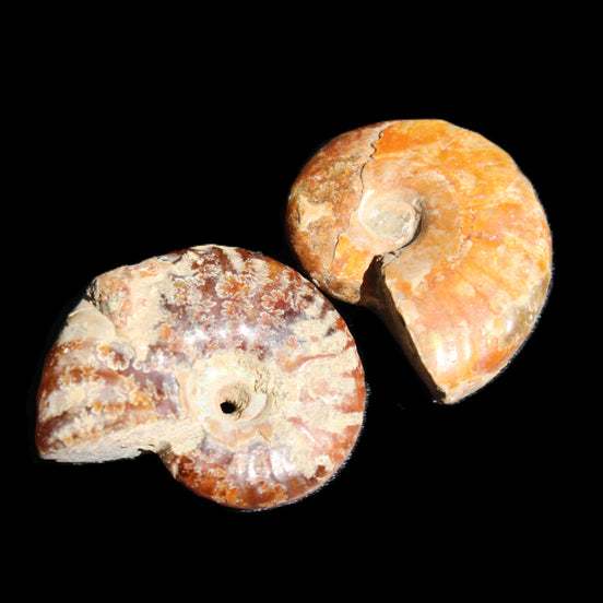 Jurassic 2 Iridescent Ammonites from Madagascar 25*18*8mm 12.8g in sunlight - Rocks and Things Store