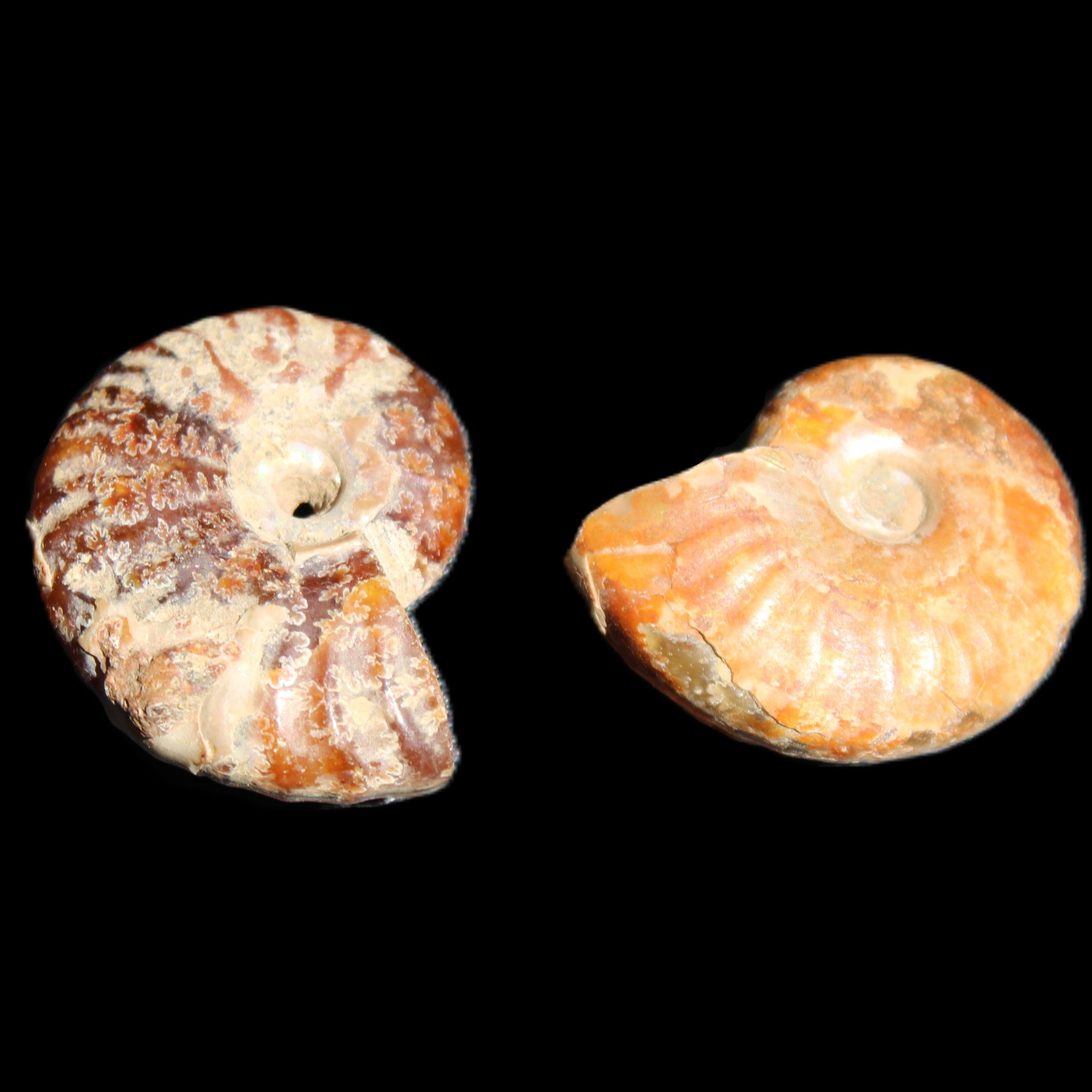 Jurassic 2 Iridescent Ammonites from Madagascar 25*18*8mm 12.8g in sunlight - Rocks and Things Store