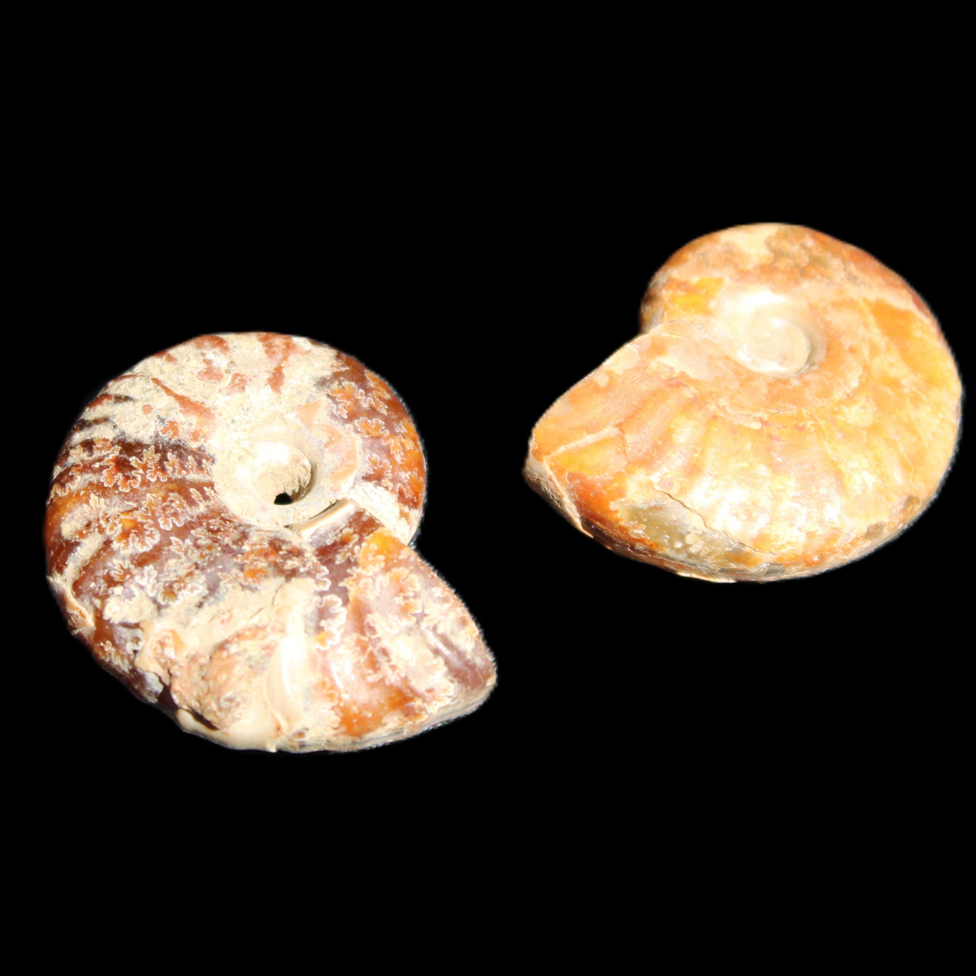 Jurassic 2 Iridescent Ammonites from Madagascar 25*18*8mm 12.8g in sunlight - Rocks and Things Store