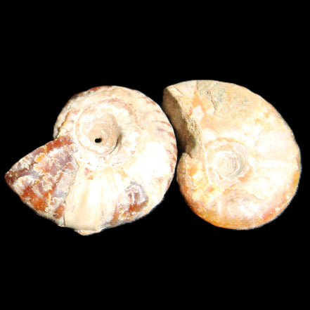 Jurassic 2 Iridescent Ammonites from Madagascar 25*18*8mm 12.8g in sunlight - Rocks and Things Store