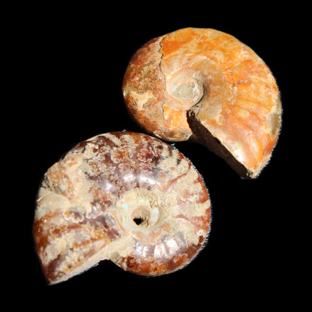 Jurassic 2 Iridescent Ammonites from Madagascar 25*18*8mm 12.8g in sunlight - Rocks and Things Store