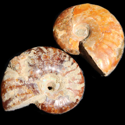 Jurassic 2 Iridescent Ammonites from Madagascar 25*18*8mm 12.8g in sunlight - Rocks and Things Store