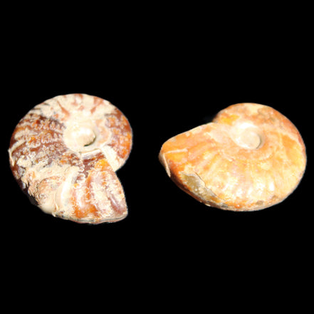 Jurassic 2 Iridescent Ammonites from Madagascar 25*18*8mm 12.8g in sunlight - Rocks and Things Store