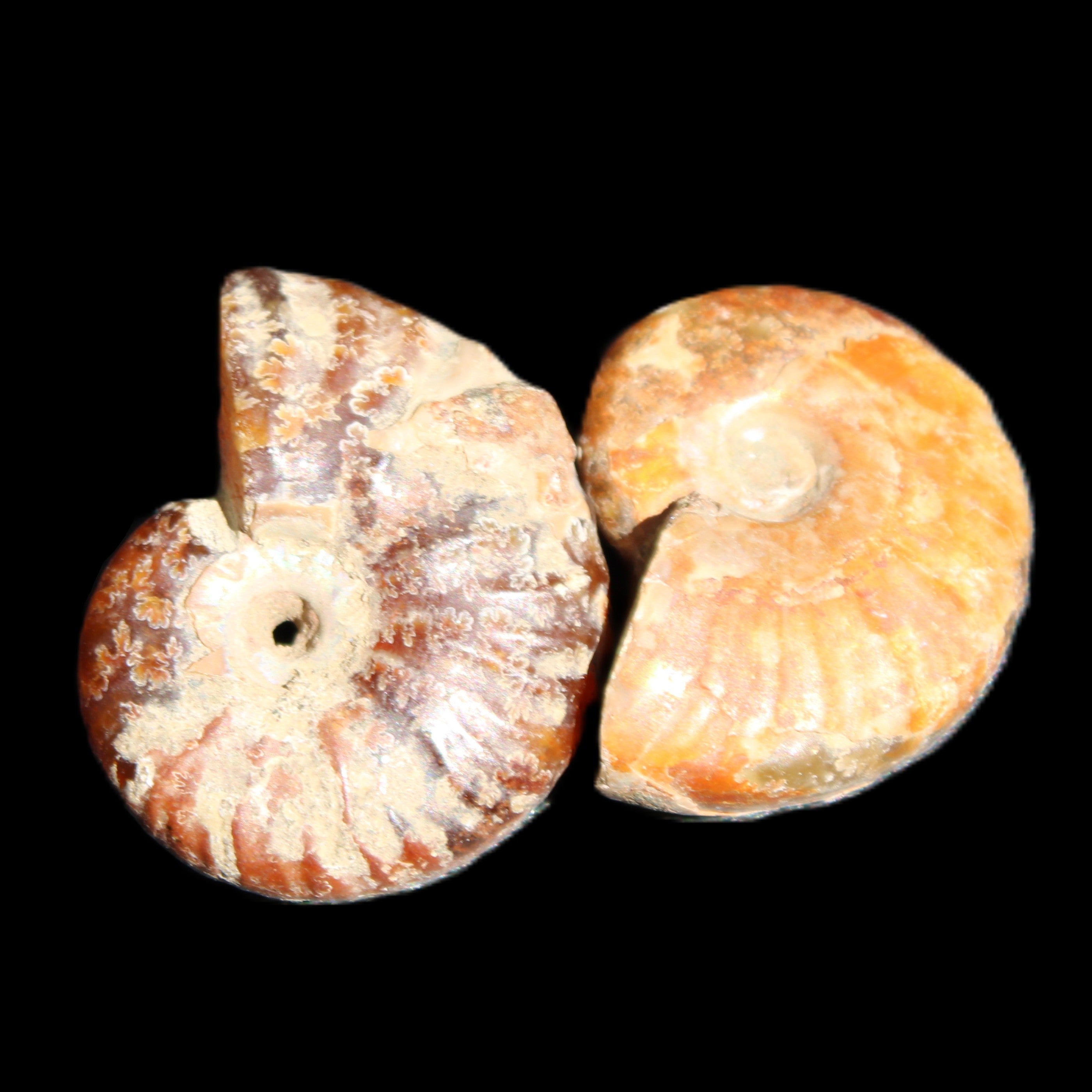 Jurassic 2 Iridescent Ammonites from Madagascar 25*18*8mm 12.8g in sunlight - Rocks and Things Store