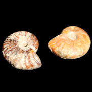 Jurassic 2 Iridescent Ammonites from Madagascar 25*18*8mm 12.8g in sunlight - Rocks and Things Store