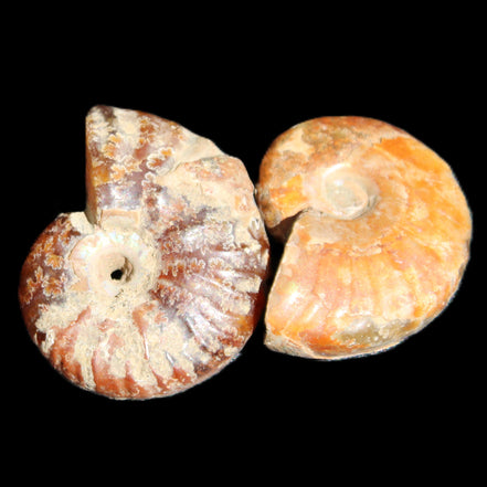 Jurassic 2 Iridescent Ammonites from Madagascar 25*18*8mm 12.8g in sunlight - Rocks and Things Store