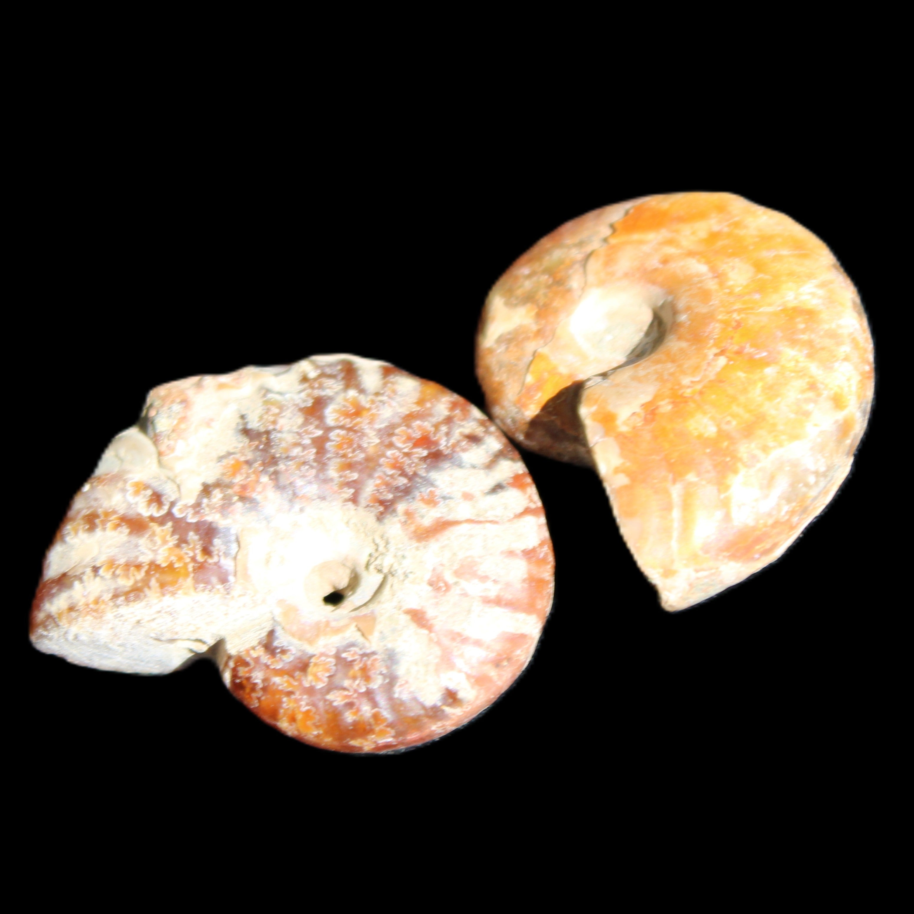 Jurassic 2 Iridescent Ammonites from Madagascar 25*18*8mm 12.8g in sunlight - Rocks and Things Store