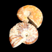 Jurassic 2 Iridescent Ammonites from Madagascar 25*18*8mm 12.8g in sunlight - Rocks and Things Store