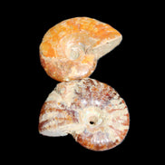 Jurassic 2 Iridescent Ammonites from Madagascar 25*18*8mm 12.8g in sunlight - Rocks and Things Store