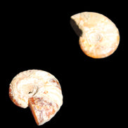 Jurassic 2 Iridescent Ammonites from Madagascar 25*18*8mm 12.8g in sunlight - Rocks and Things Store