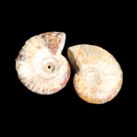 Jurassic 2 Iridescent Ammonites from Madagascar 25*18*8mm 12.8g in sunlight - Rocks and Things Store