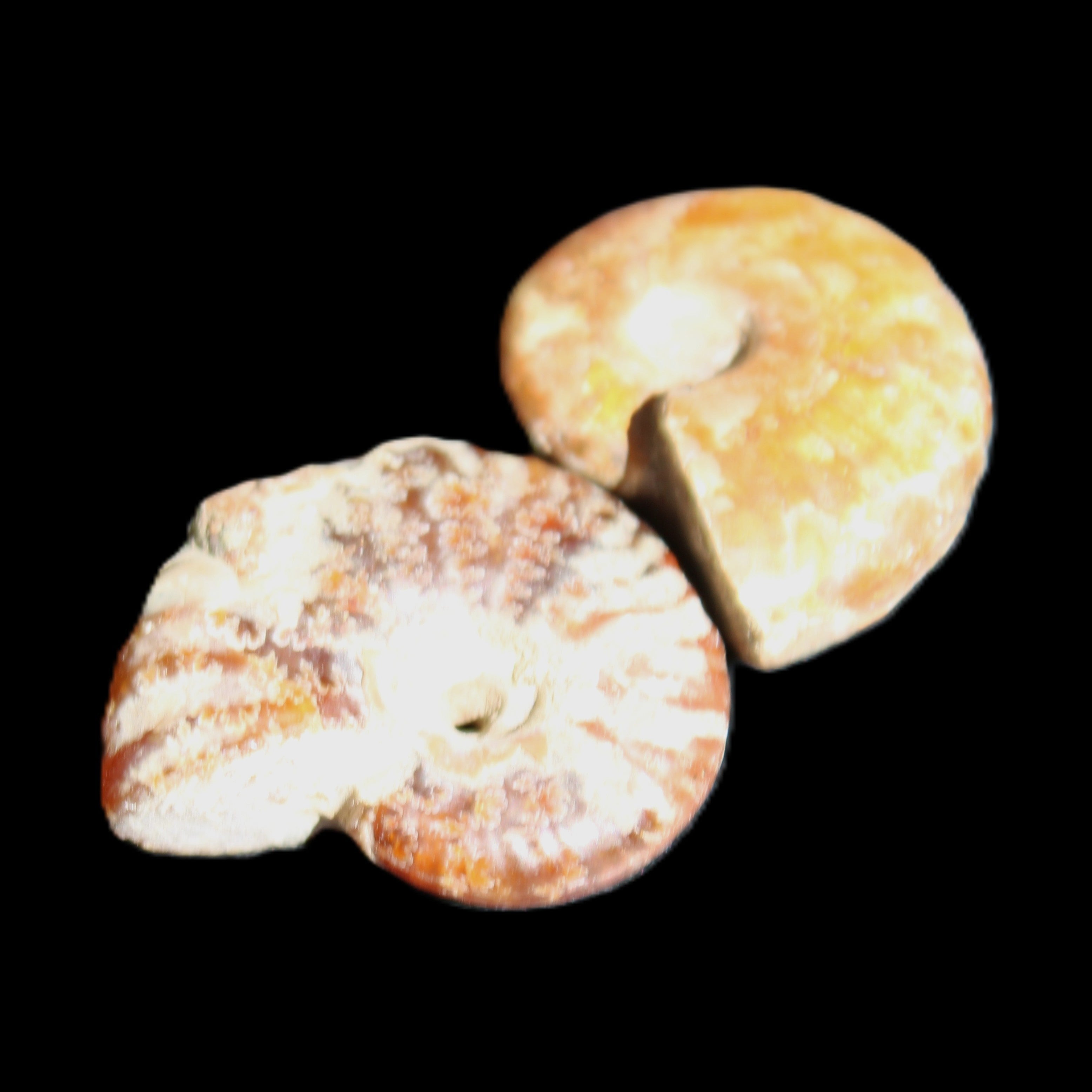 Jurassic 2 Iridescent Ammonites from Madagascar 25*18*8mm 12.8g in sunlight - Rocks and Things Store