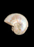 Jurassic Iridescent Ammonites from Madagascar 16-19mm 3g in sunlight - Rocks and Things Store