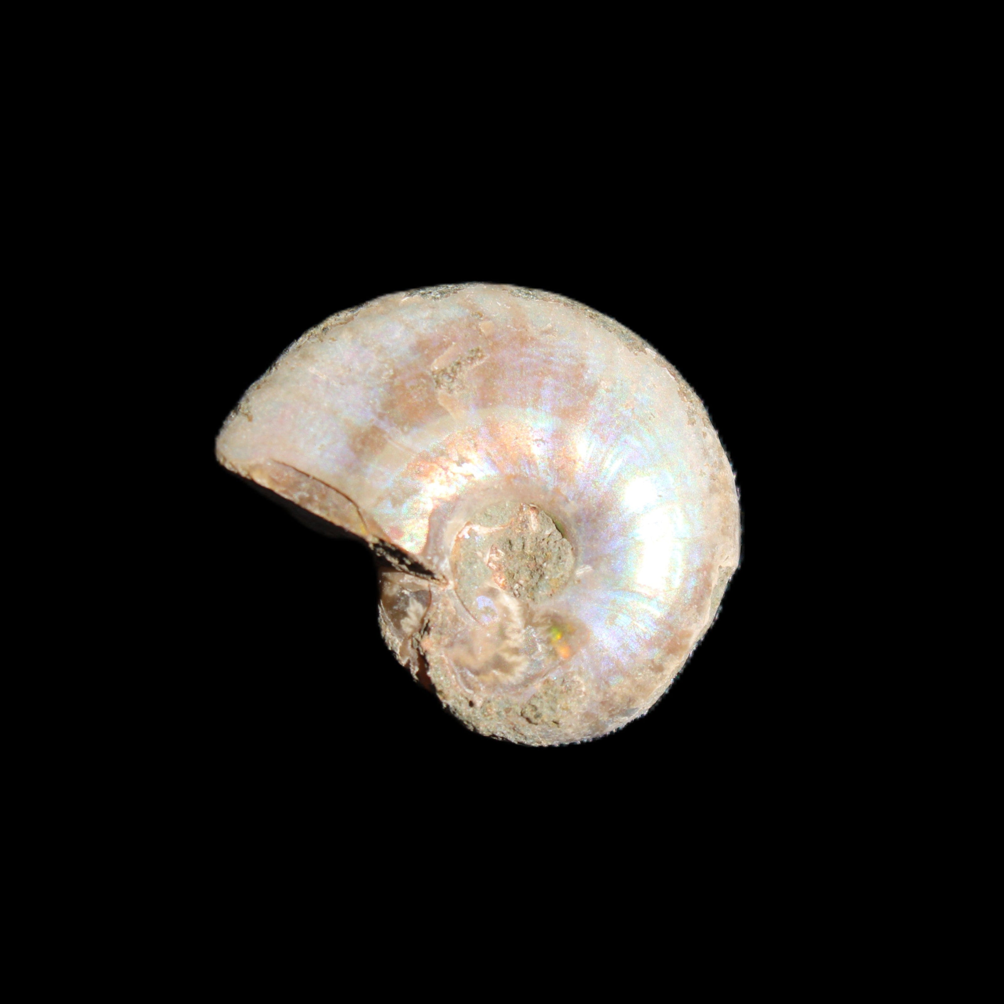 Jurassic Iridescent Ammonites from Madagascar 16-19mm 3g in sunlight - Rocks and Things Store