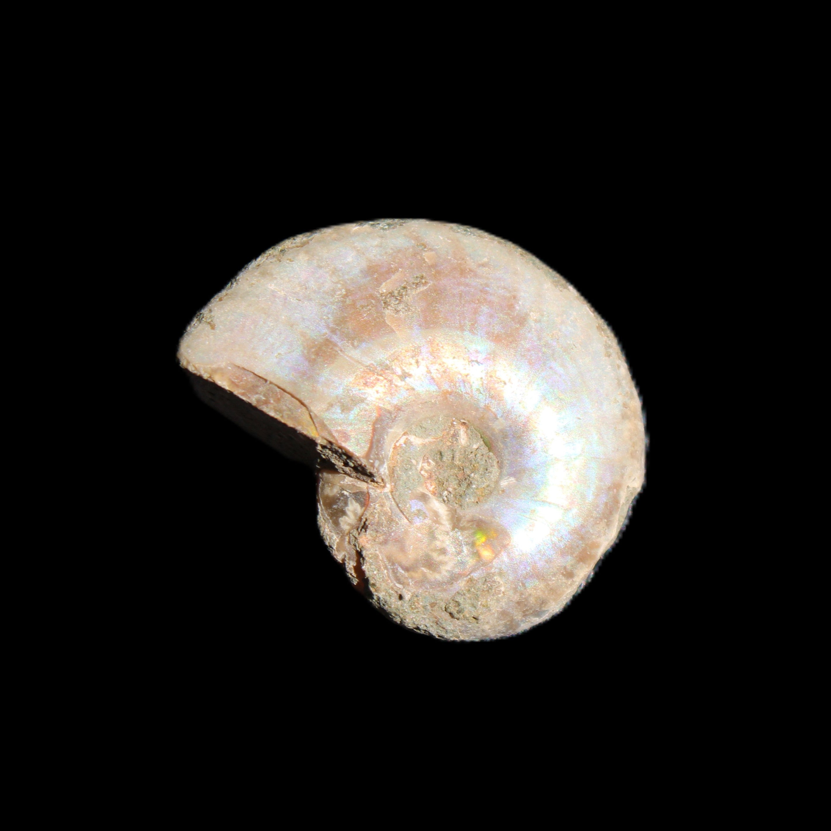 Jurassic Iridescent Ammonites from Madagascar 16-19mm 3g in sunlight - Rocks and Things Store
