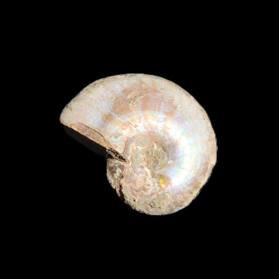 Jurassic Iridescent Ammonites from Madagascar 16-19mm 3g in sunlight - Rocks and Things Store