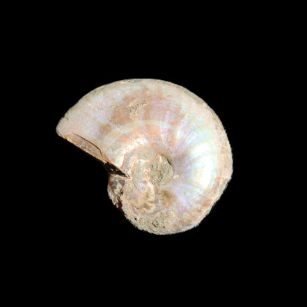 Jurassic Iridescent Ammonites from Madagascar 16-19mm 3g in sunlight - Rocks and Things Store